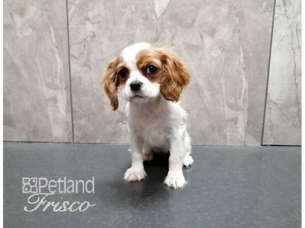 Cavalier King Charles Spaniel-DOG-Female-Blenheim & White-29311-Petland Frisco & Mckinney, Texas