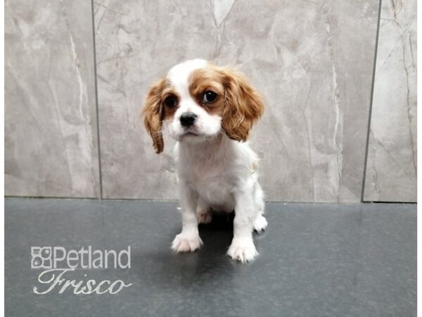 Cavalier King Charles Spaniel DOG Female Blenheim & White 29311 Petland Frisco, Texas