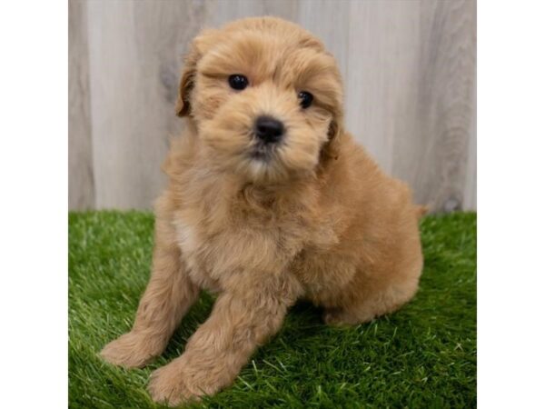 Goldendoodle Mini DOG Female Red 29382 Petland Frisco, Texas