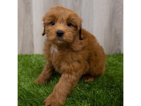 Goldendoodle Mini DOG Male Red 29383 Petland Frisco, Texas