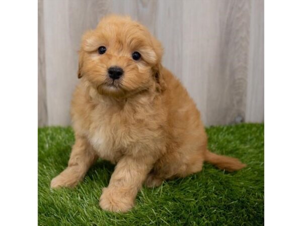 Goldendoodle Mini DOG Male Red 29384 Petland Frisco, Texas