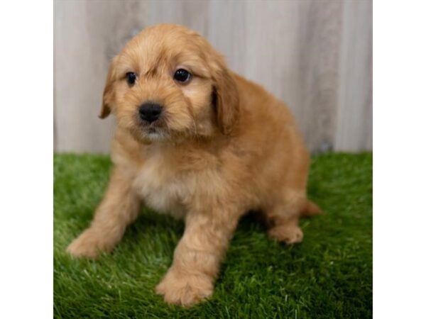 Goldendoodle Mini DOG Male Red 29385 Petland Frisco, Texas