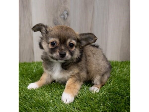 Chihuahua DOG Female Black Sabled Fawn 29376 Petland Frisco, Texas