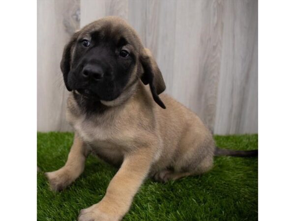 English Mastiff DOG Male Fawn 29378 Petland Frisco, Texas