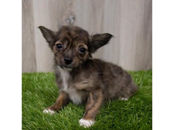 Chihuahua DOG Female Brindle 29377 Petland Frisco, Texas