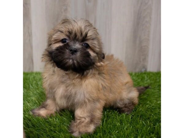 Shih Tzu DOG Male Gold 29380 Petland Frisco, Texas