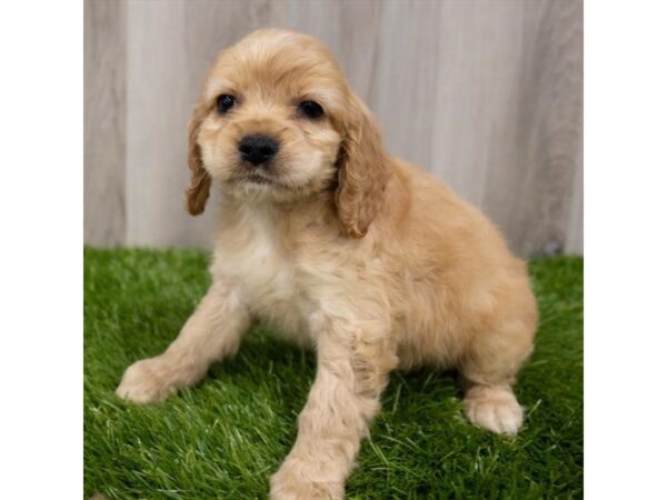 Cock A Poo DOG Male Apricot 29386 Petland Frisco, Texas