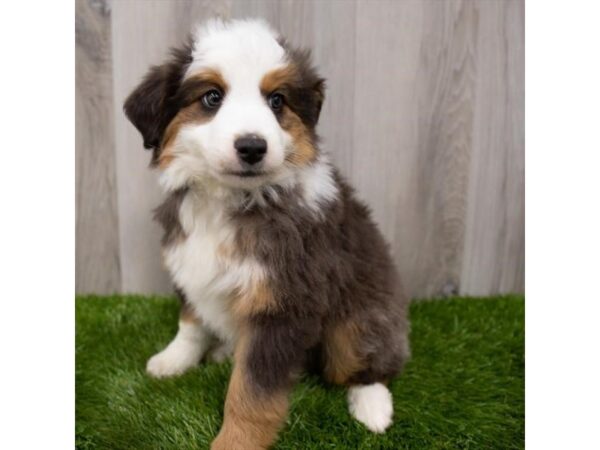 Miniature Australian Shepherd DOG Male Red 29388 Petland Frisco, Texas