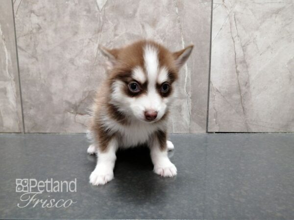 Pomsky DOG Female RED WHITE 29374 Petland Frisco, Texas