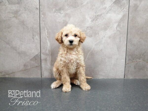 Maltipoo DOG Female BROWN WHITE 29368 Petland Frisco, Texas