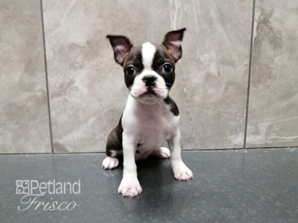 Boston Terrier-DOG-Female-BRINDLE WH-29363-Petland Frisco, Texas