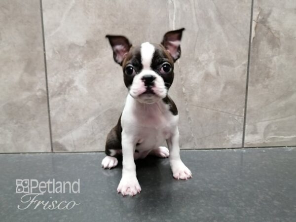 Boston Terrier-DOG-Female-BRINDLE WH-29363-Petland Frisco & Mckinney, Texas
