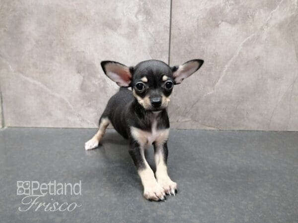 Chihuahua DOG Female Black and Tan 29353 Petland Frisco, Texas