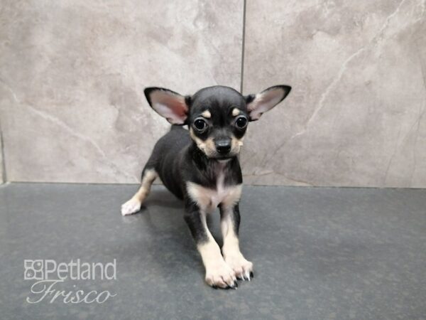 Chihuahua-DOG-Female-Black and Tan-29353-Petland Frisco & Mckinney, Texas