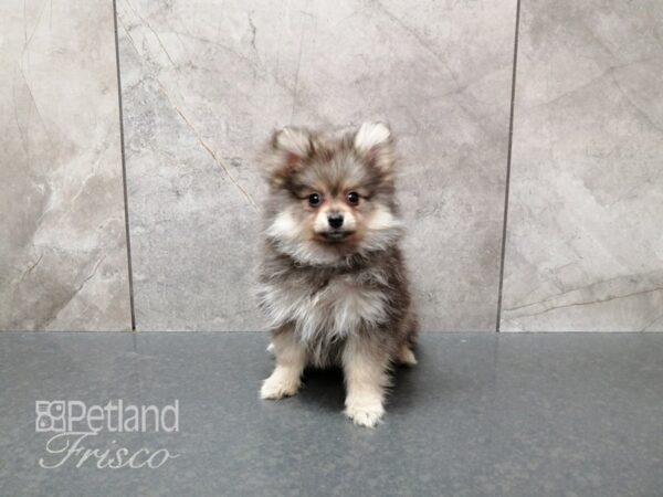 Pomeranian DOG Male Sable 29348 Petland Frisco, Texas