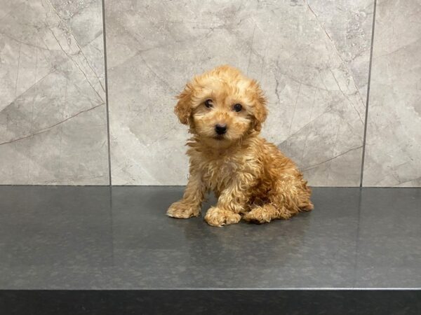 Miniature Poodle DOG Male RED 29406 Petland Frisco, Texas