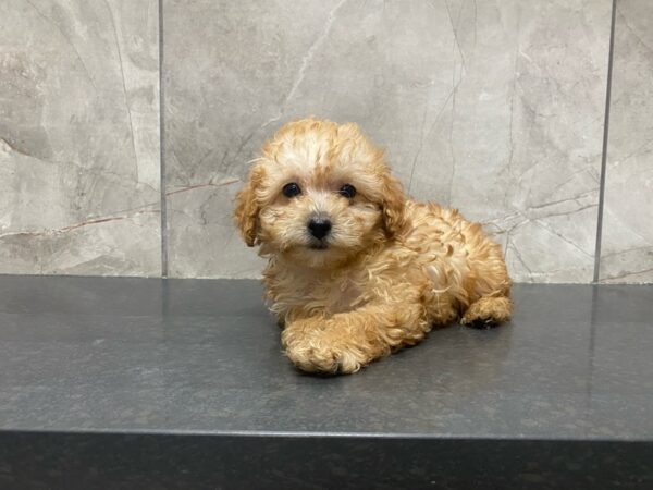 Miniature Poodle DOG Male RED 29405 Petland Frisco, Texas