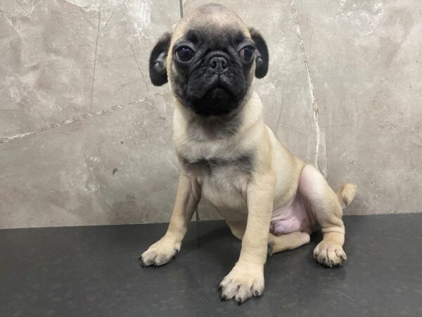 Pug DOG Male Fawn 29269 Petland Frisco, Texas