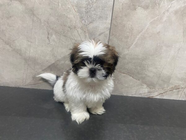 Shih Tzu DOG Male BRN WH 29373 Petland Frisco, Texas