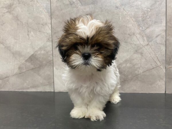 Shih Tzu DOG Male BRN WH 29372 Petland Frisco, Texas