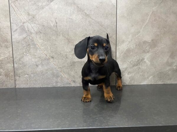 Miniature Dachshund-DOG-Male-Black and Tan-29350-Petland Frisco, Texas