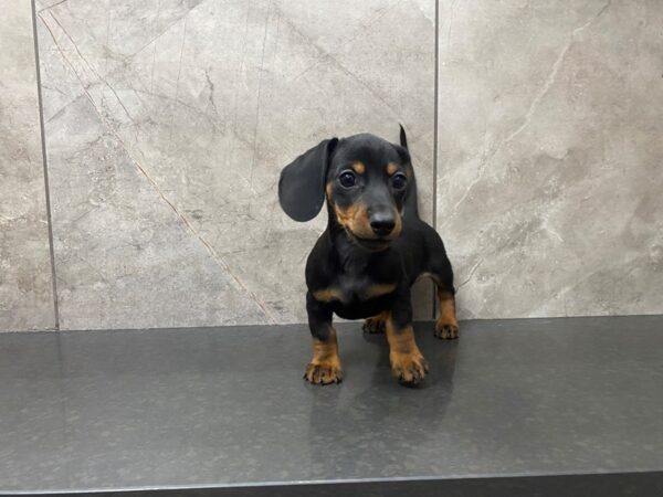 Miniature Dachshund DOG Male Black and Tan 29350 Petland Frisco, Texas