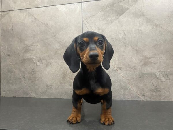 Miniature Dachshund DOG Female Black and Tan 29351 Petland Frisco, Texas