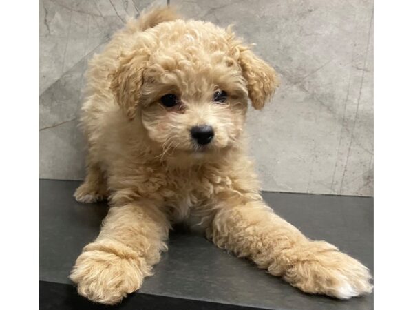 Miniature Aussiedoodle DOG Female Cream 29357 Petland Frisco, Texas