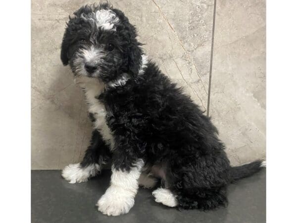 Miniature Aussiedoodle-DOG-Male-Black and White-29356-Petland Frisco, Texas