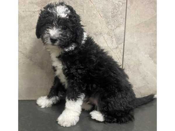 Miniature Aussiedoodle DOG Male Black and White 29356 Petland Frisco, Texas