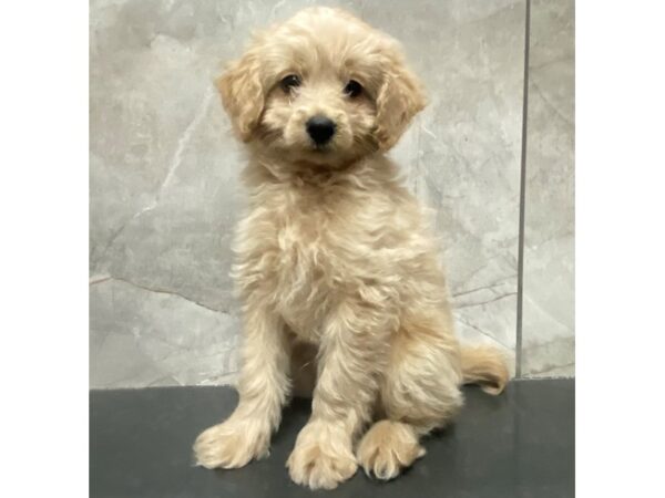 Miniature Aussiedoodle DOG Male Cream 29354 Petland Frisco, Texas