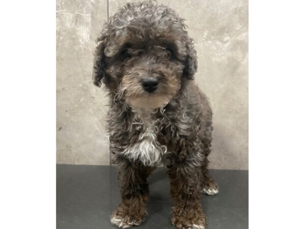 Miniature Poodle DOG Male BLUE MERLE 29366 Petland Frisco, Texas