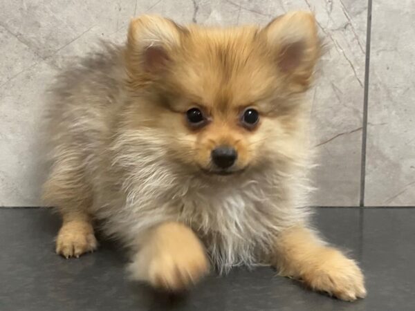 Pomeranian DOG Female Orange Sable 29349 Petland Frisco, Texas