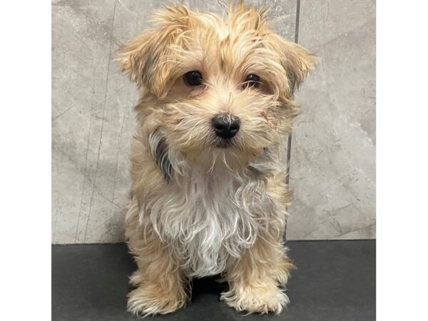 Morkie DOG Male 29317 Petland Frisco, Texas