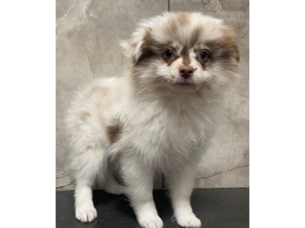 Pomeranian-DOG-Male-Chocolate Merle-29290-Petland Frisco, Texas