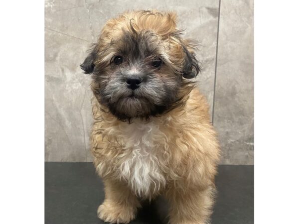 ShizaPoo DOG Female Gold 29296 Petland Frisco, Texas