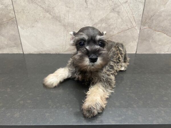 Miniature Schnauzer-DOG-Male-Salt / Pepper-29379-Petland Frisco, Texas