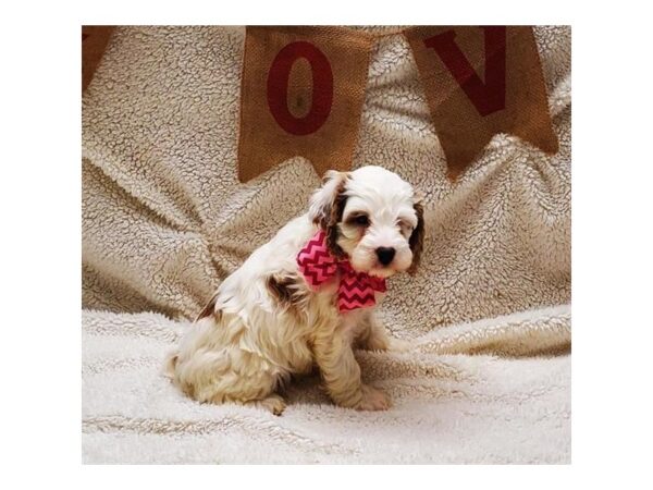 Cock A Poo DOG Female White / Apricot 29408 Petland Frisco, Texas