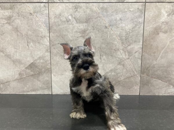 Miniature Schnauzer DOG Male Salt & Pepper 29412 Petland Frisco, Texas