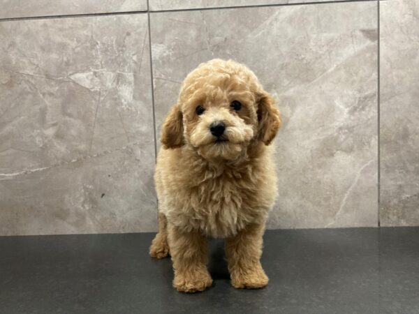 Miniature Poodle-DOG-Male-Red-29417-Petland Frisco & Mckinney, Texas