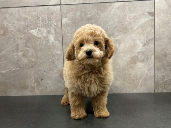 Miniature Poodle DOG Male Red 29417 Petland Frisco, Texas