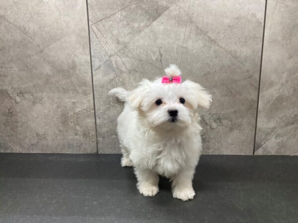 Maltese DOG Female White 29416 Petland Frisco, Texas