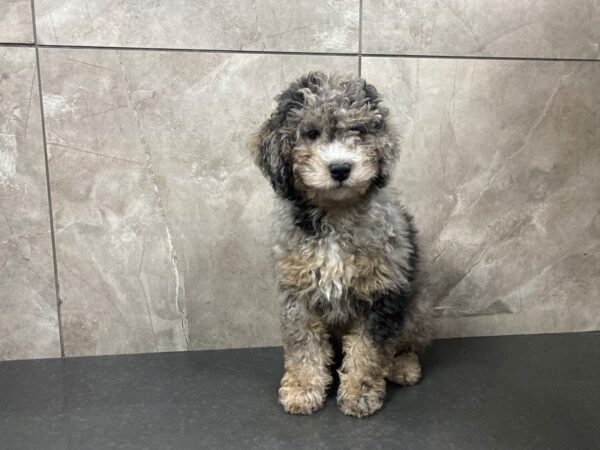 F2 Mini Aussiedoodle DOG Male Blue Merle 29362 Petland Frisco, Texas