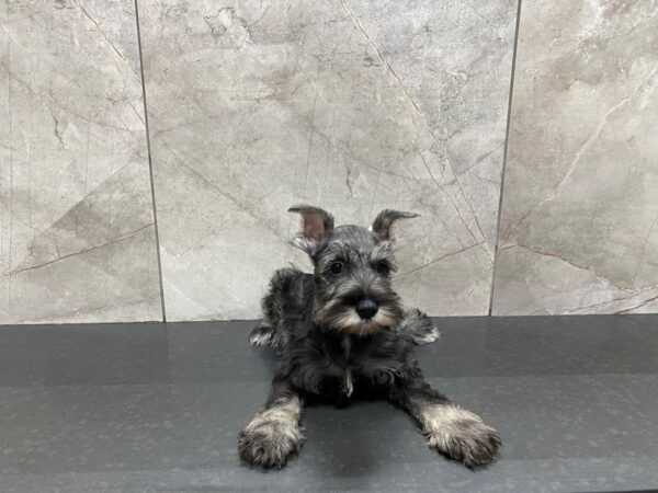 Miniature Schnauzer-DOG-Female-Salt & Pepper-29413-Petland Frisco & Mckinney, Texas
