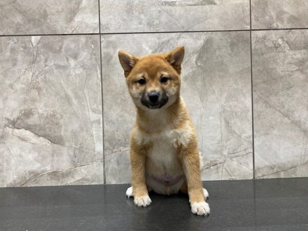 Shiba Inu DOG Male RED 29371 Petland Frisco, Texas