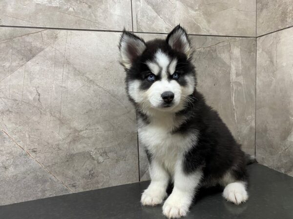 Siberian Husky DOG Male Black & White 29394 Petland Frisco, Texas