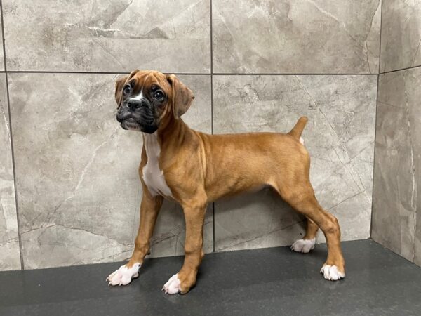 Boxer DOG Male Fawn 29398 Petland Frisco, Texas