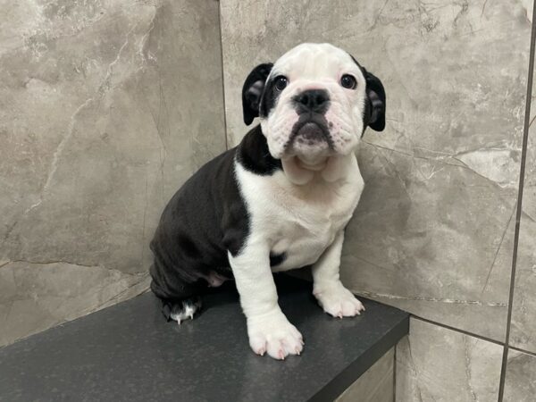 English Bulldog DOG Female Black and White 29256 Petland Frisco, Texas