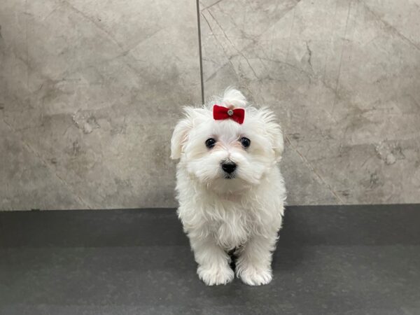 Maltese-DOG-Female-White-29415-Petland Frisco & Mckinney, Texas