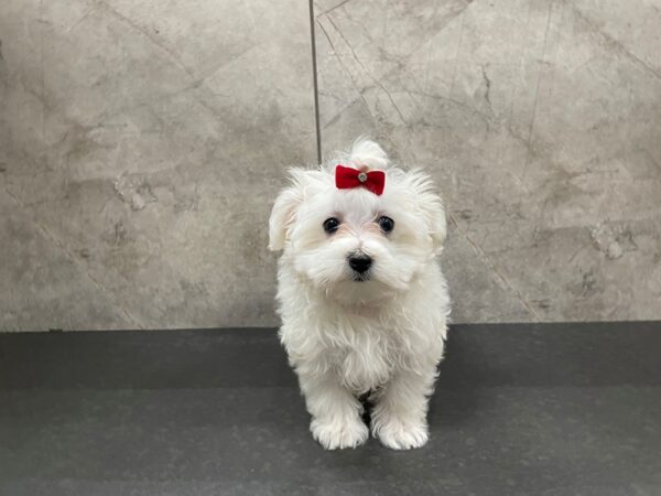 Maltese DOG Female White 29415 Petland Frisco, Texas